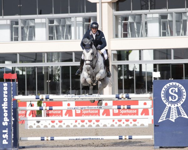 jumper Jazoe Van 't Steenpaal (Belgian Warmblood, 2009, from Cornet's Stern)