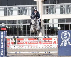 jumper Jazoe Van 't Steenpaal (Belgian Warmblood, 2009, from Cornet's Stern)