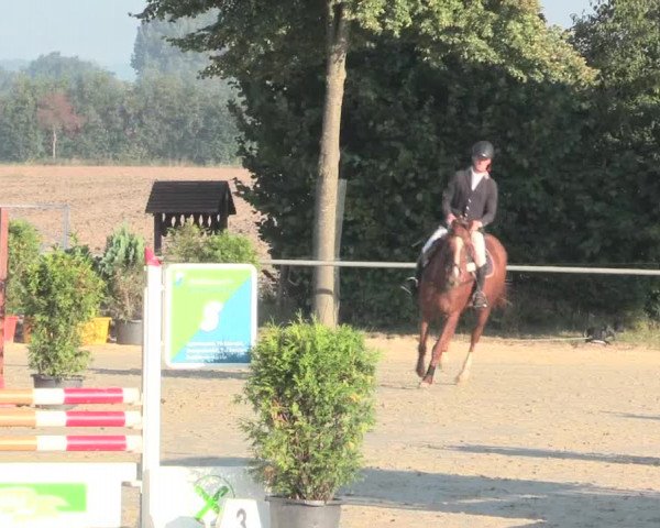 Reitturnier Appelhülsen 2016