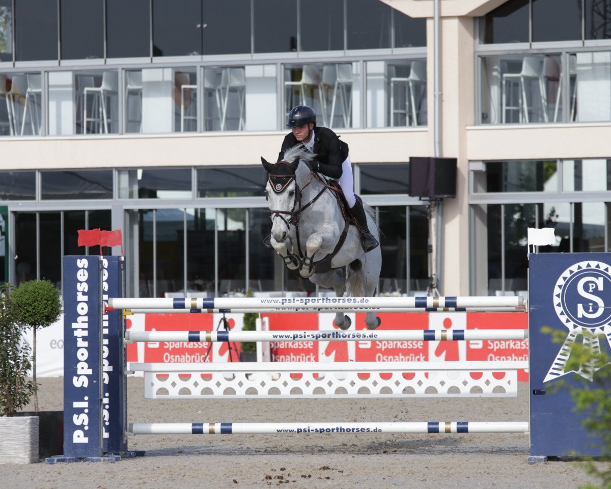 Springpferd Stalando 2 (Oldenburger, 2008, von Stakkatol) - Copyright -rimondo.com 