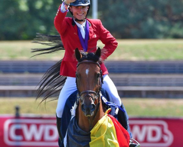 jumper Vivolta de Gree (Selle Français, 2009, from Diamant de Semilly)