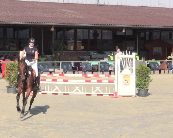 Reitturnier Appelhülsen 2016