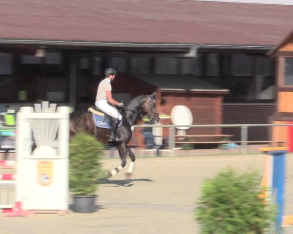 Reitturnier Appelhülsen 2016