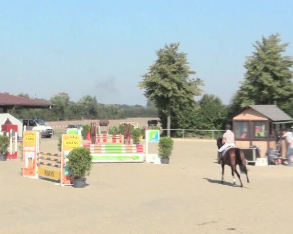 Reitturnier Appelhülsen 2016