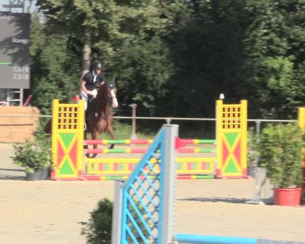 Reitturnier Appelhülsen 2016