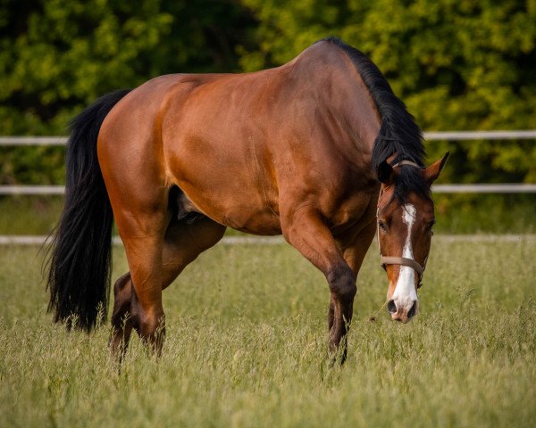 Springpferd Calippo 52 (Westfale, 2014, von Carrico)