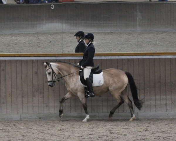 broodmare Auf und Davon (German Riding Pony, 2013, from A new Star)