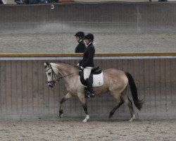 broodmare Auf und Davon (German Riding Pony, 2013, from A new Star)