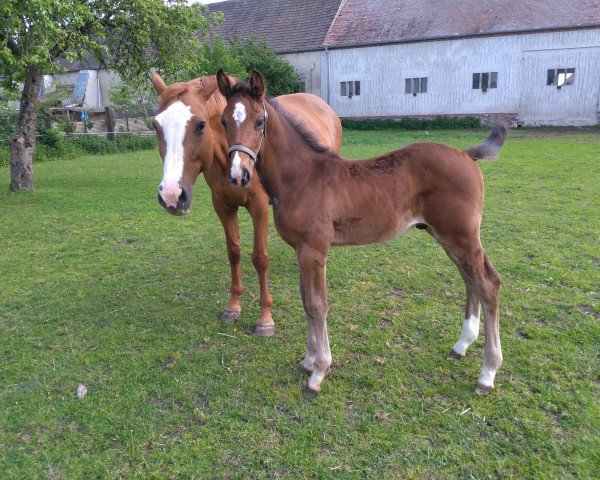 horse Bruno Z (Zangersheide riding horse, 2019, from Brunetti 6)
