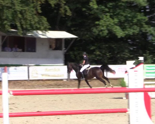 Reitturnier Meinerzhagen 2016