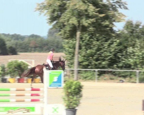 Reitturnier Appelhülsen 2016