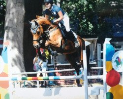 Springpferd Quinci 10 (Hannoveraner, 2009, von FRH Quaid)