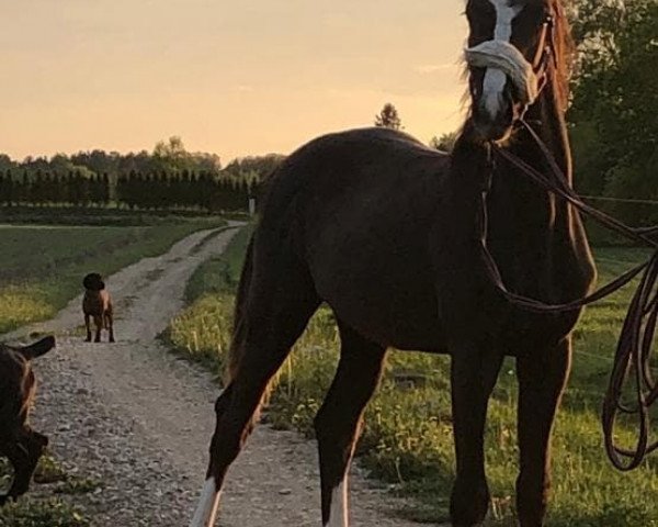 horse Cascadoo Star (Hanoverian, 2018, from Compliment)