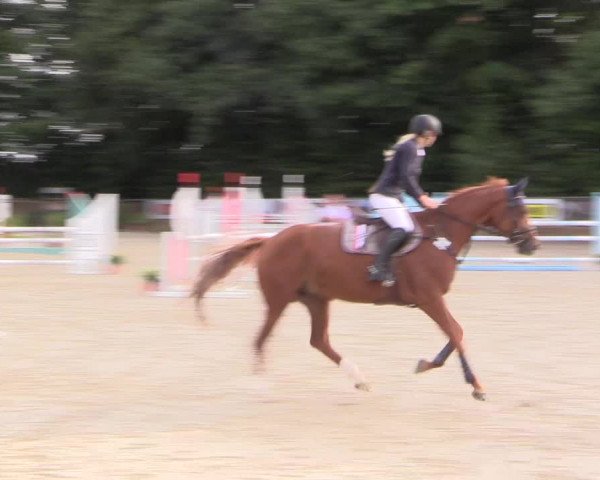 Reitturnier Meinerzhagen 2016