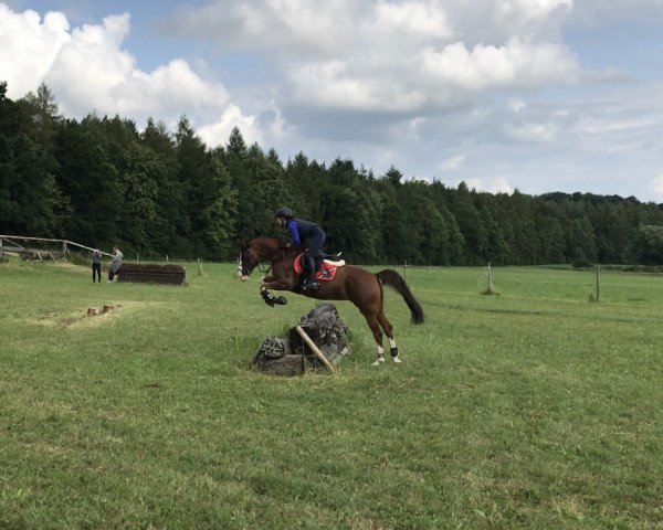 Zuchtstute Daily Dream (Deutsches Reitpony, 2012, von Dancing Dynamic)