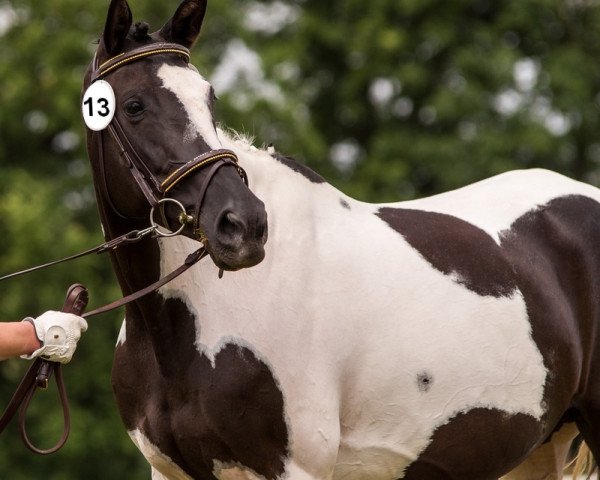 broodmare Kolina d'Estella (Trakehner, 2004, from Marvyn Star) broodmare Kolina d'Estella (Trakehner, 2004, from Marvyn Star)