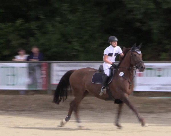 Reitturnier Meinerzhagen 2016