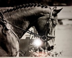 Dressurpferd Biscaya 59 (Hannoveraner, 2011, von Belstaff)