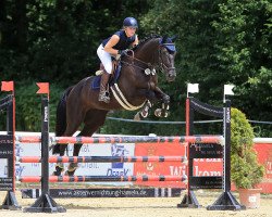 Springpferd Scarlet 141 (Hannoveraner, 2011, von St. Moritz Junior)