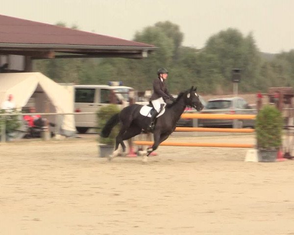 Reitturnier Appelhülsen 2016
