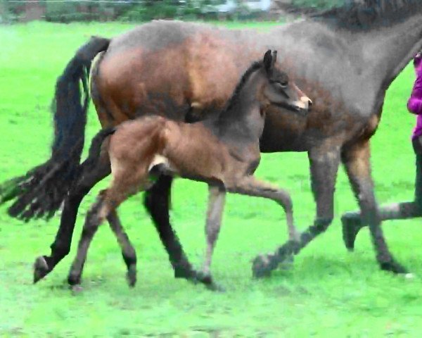 horse Violina (Oldenburg, 2019, from Goldball)
