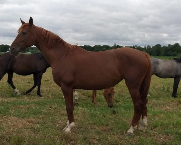 broodmare Celine S. (Hanoverian, 2006, from Coupe de Coeur 2)