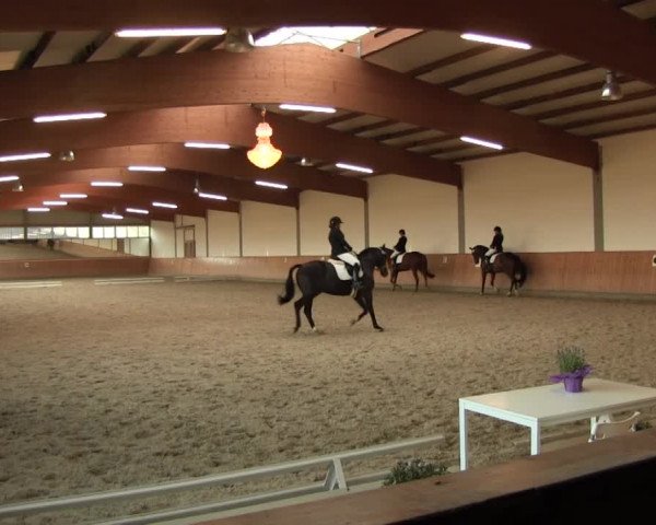Reitturnier Gut Hohenkamp / Dorsten 2016