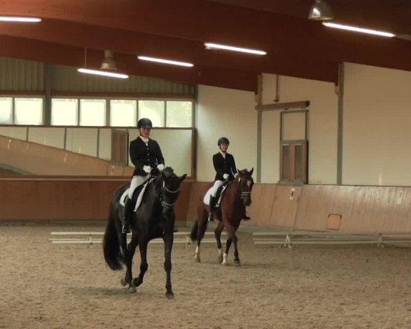 Reitturnier Gut Hohenkamp / Dorsten 2016
