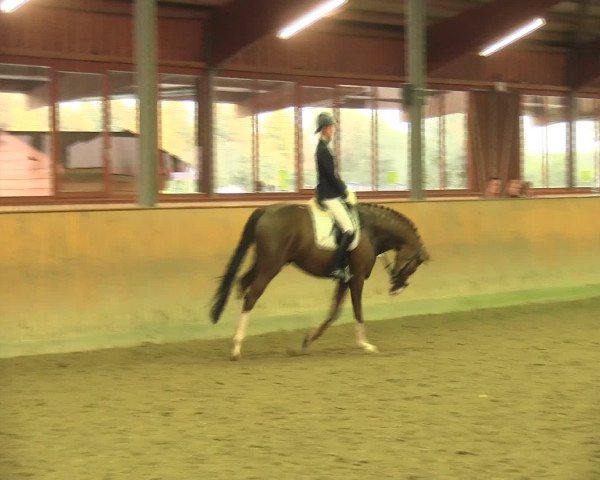 Reitturnier Appelhülsen 2016