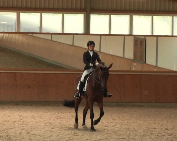 Reitturnier Gut Hohenkamp / Dorsten 2016