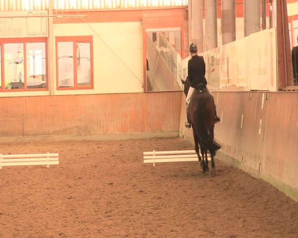 Reitturnier Appelhülsen 2016