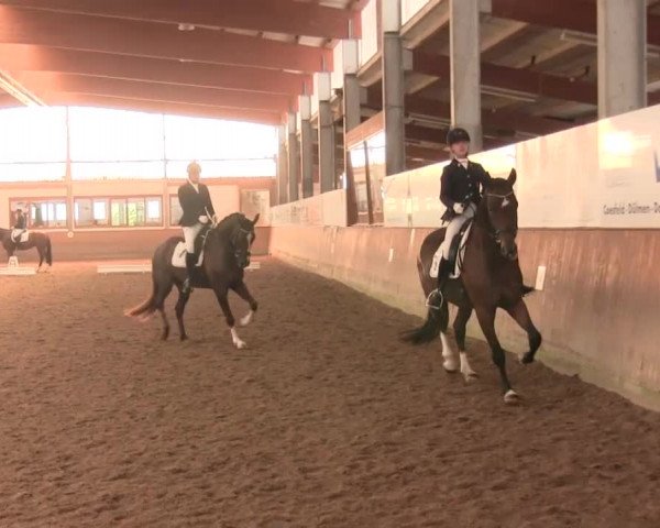 Reitturnier Appelhülsen 2016