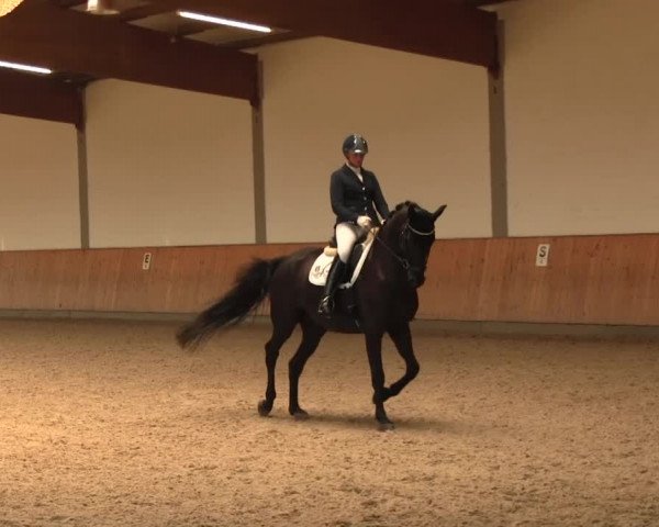 Reitturnier Gut Hohenkamp / Dorsten 2016