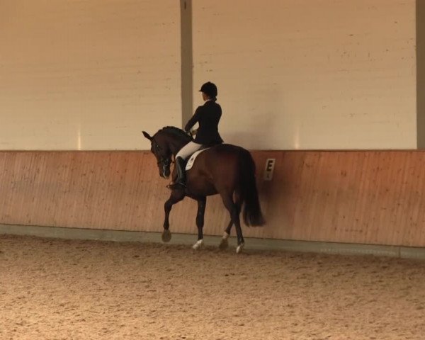 Reitturnier Gut Hohenkamp / Dorsten 2016