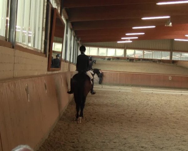 Reitturnier Gut Hohenkamp / Dorsten 2016