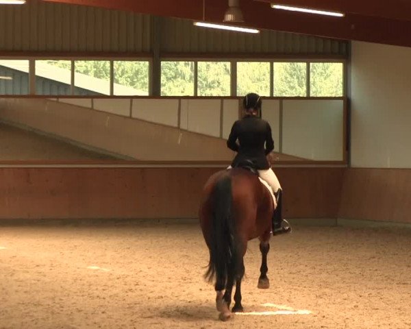 Reitturnier Gut Hohenkamp / Dorsten 2016