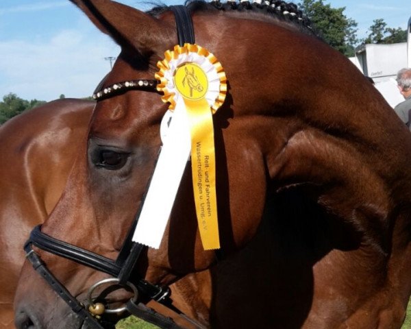 dressage horse D'Gigolo (Bavarian, 2004, from Donnersmarck)