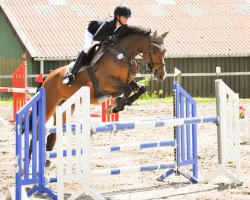 jumper Lupidor 2 (Oldenburg show jumper, 2012, from Lyjanero)