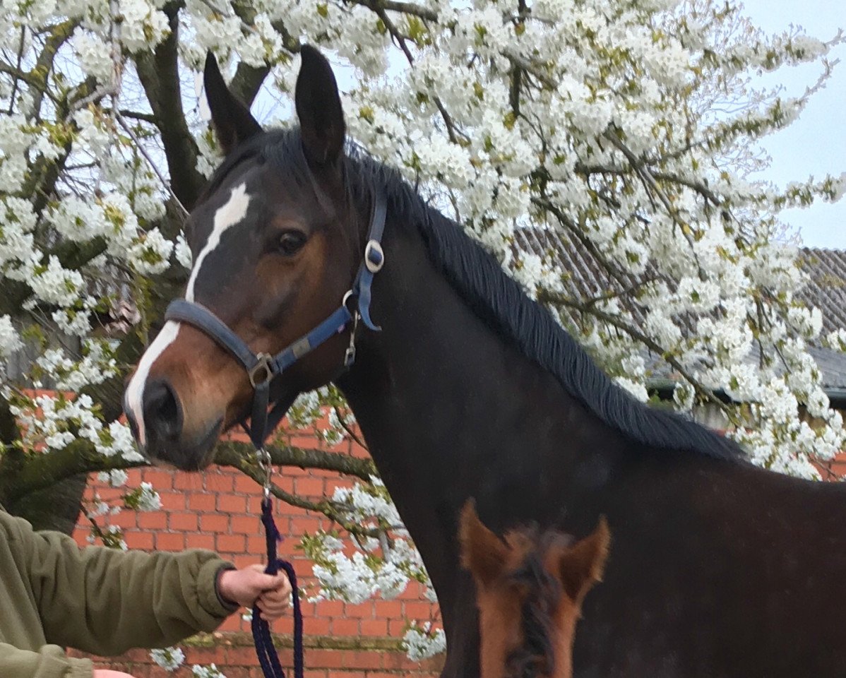 broodmare Rixana (Oldenburg, 2005, from Luxano)