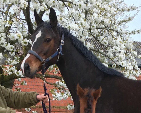 broodmare Rixana (Oldenburg, 2005, from Luxano)