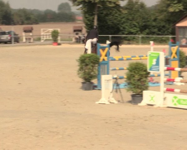Reitturnier Appelhülsen 2016