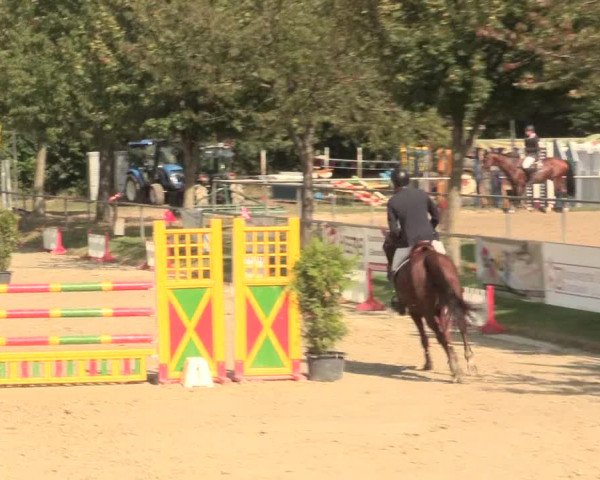 Reitturnier Appelhülsen 2016