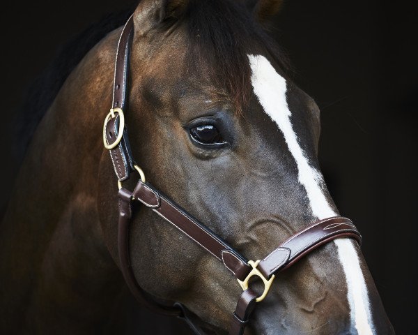 jumper G Star II (KWPN (Royal Dutch Sporthorse), 2011, from Spartacus TN)