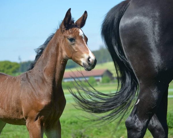 broodmare Ferrera (Hanoverian, 2019, from Foundation 2)