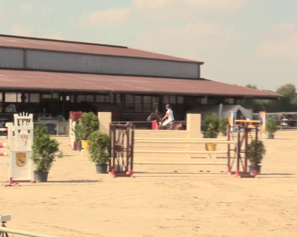 Reitturnier Appelhülsen 2016