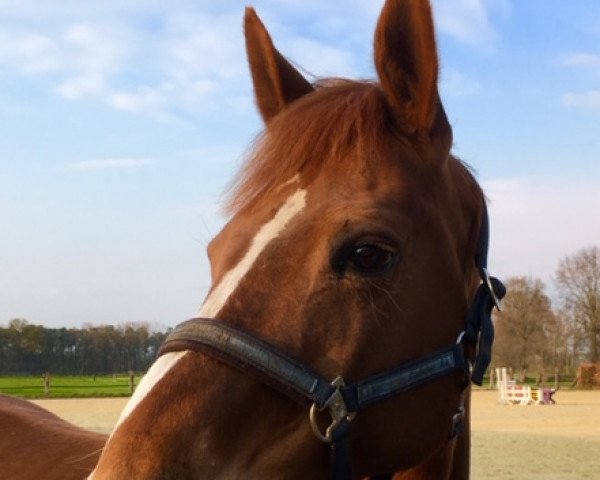 broodmare Clover girl 2 (Oldenburg, 2007, from Cessna)