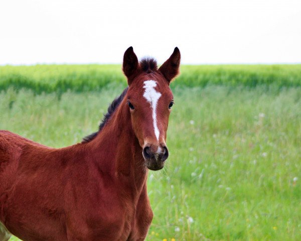 Zuchtstute SF v. Coupe Gold (Mecklenburger, 2019, von Coupe Gold)