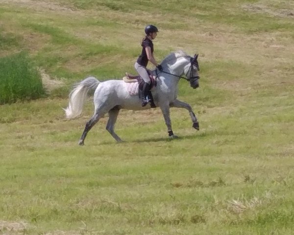 stallion Haeram (German Riding Pony, 2005, from Honeymoon Star)