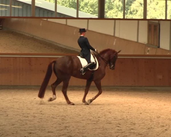 Reitturnier Gut Hohenkamp / Dorsten 2016