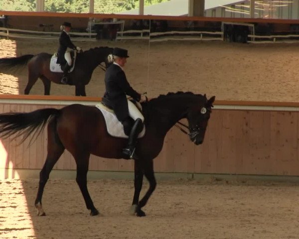 Reitturnier Gut Hohenkamp / Dorsten 2016